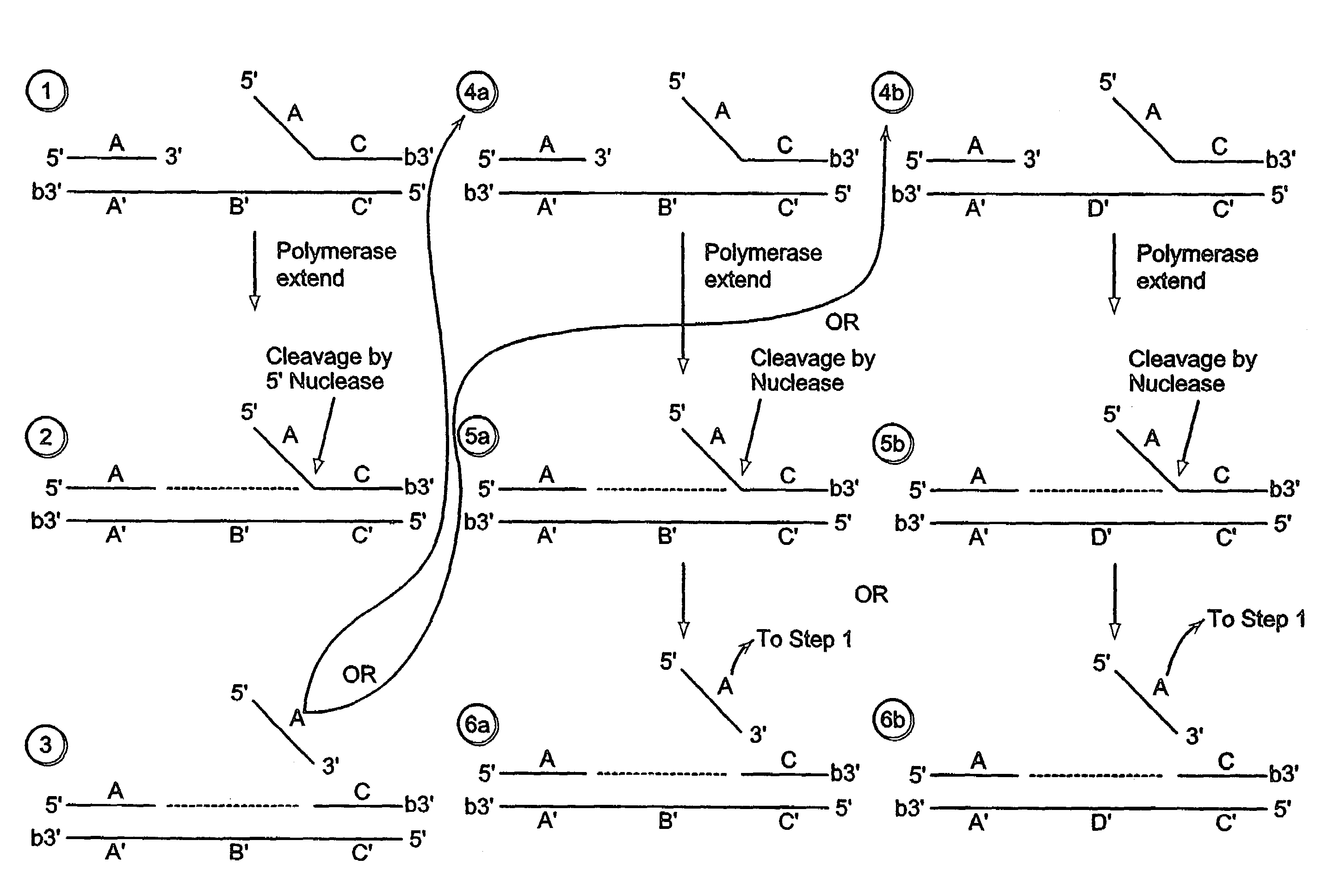 Methods for detection of a nucleic acid by sequential amplification