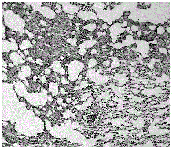 Medicine for treating asthma and kidney qi deficiency, animal model and establishing and using method