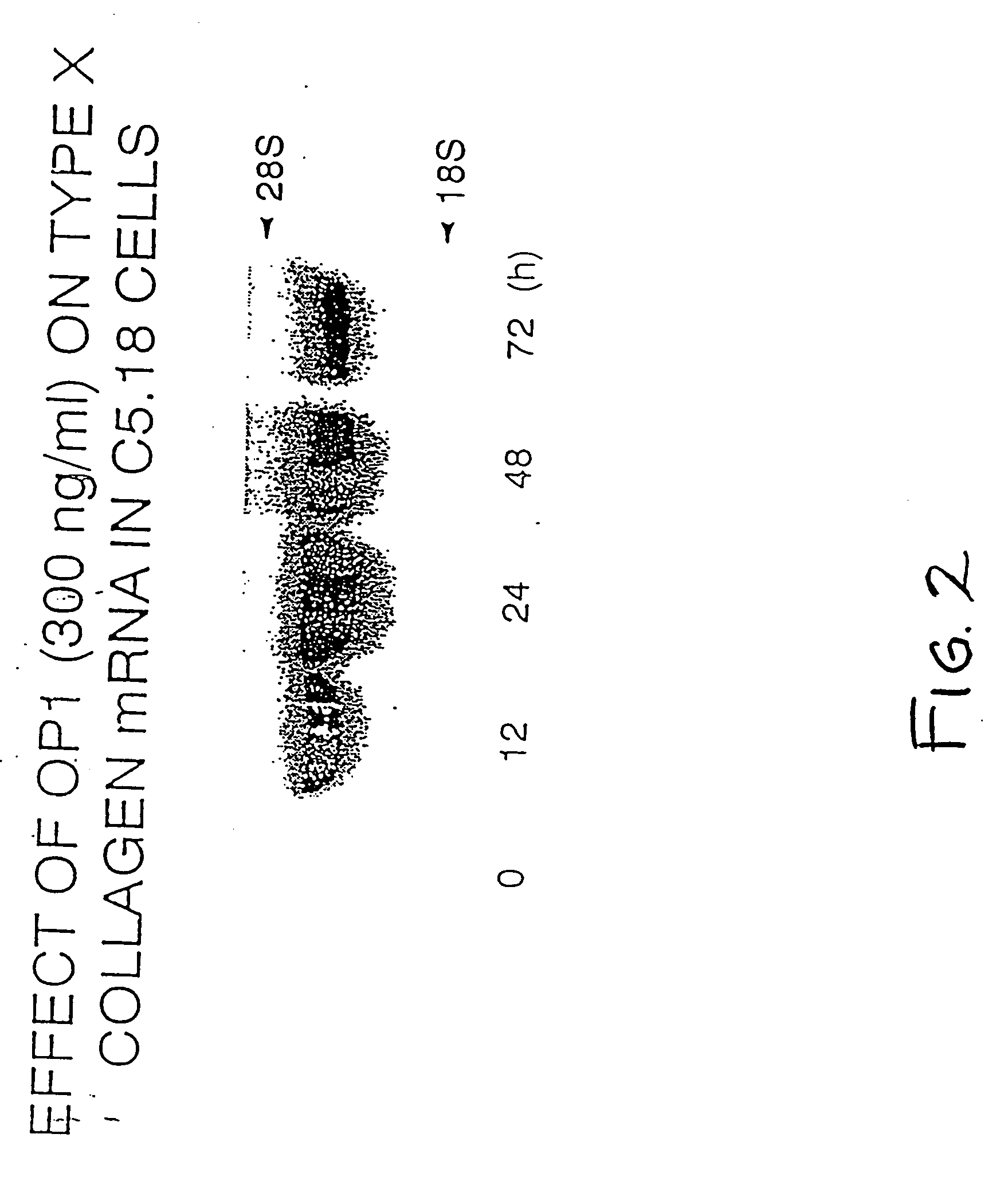 Methods and compositions for identifying morphogen analogs