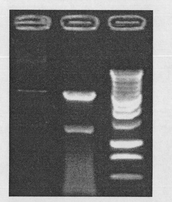 DC-SIGNR in-vitro expression plasmid with green fluorescent protein label and construction method thereof