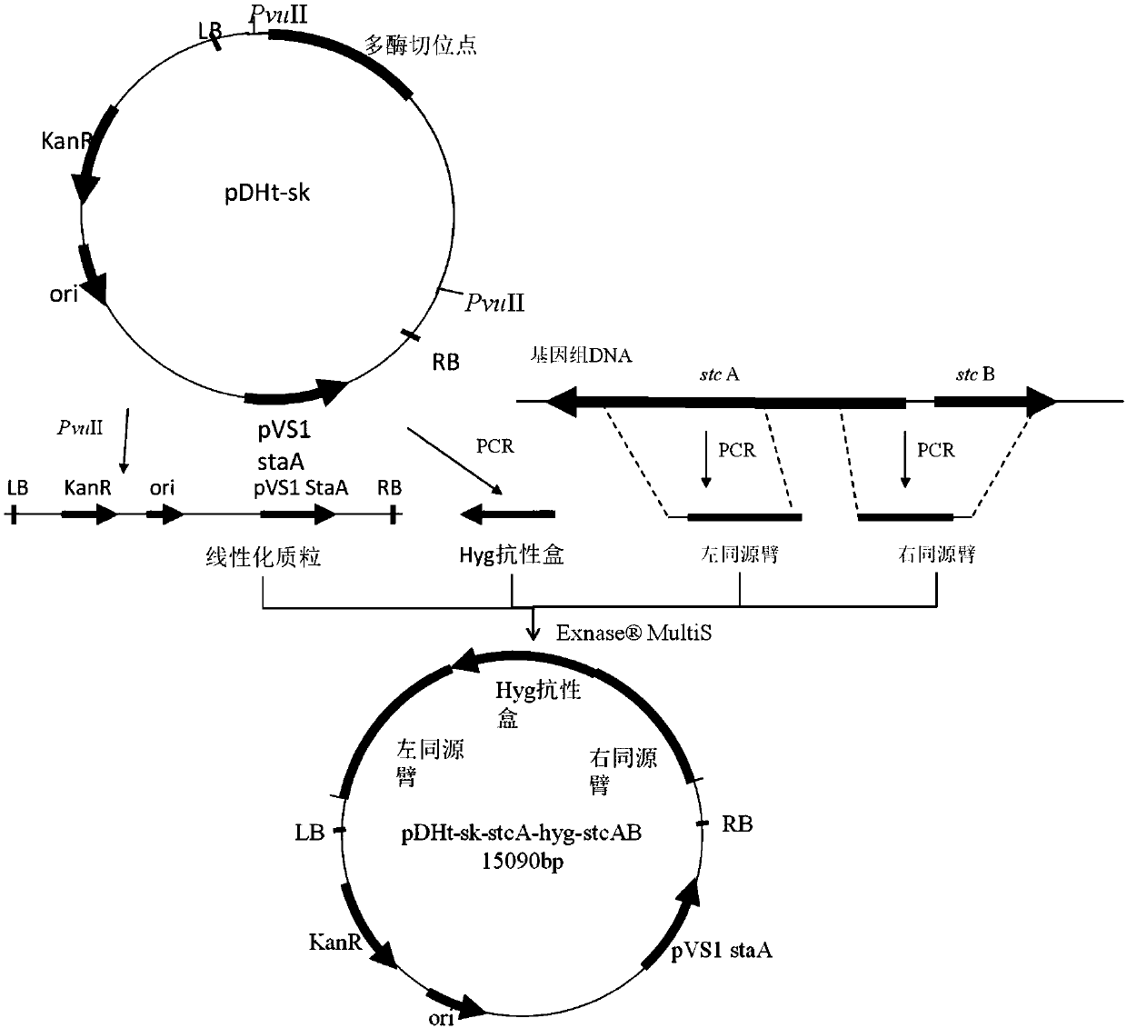 Genetically engineered bacteria for producing echinocandin B as well as construction method and application thereof