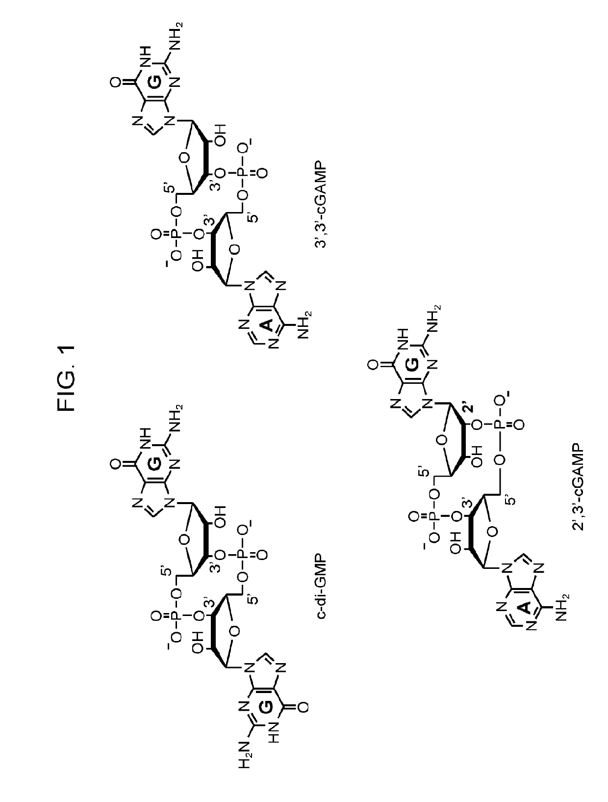 Fluorescent biosensor for 2', 3'-cgamp