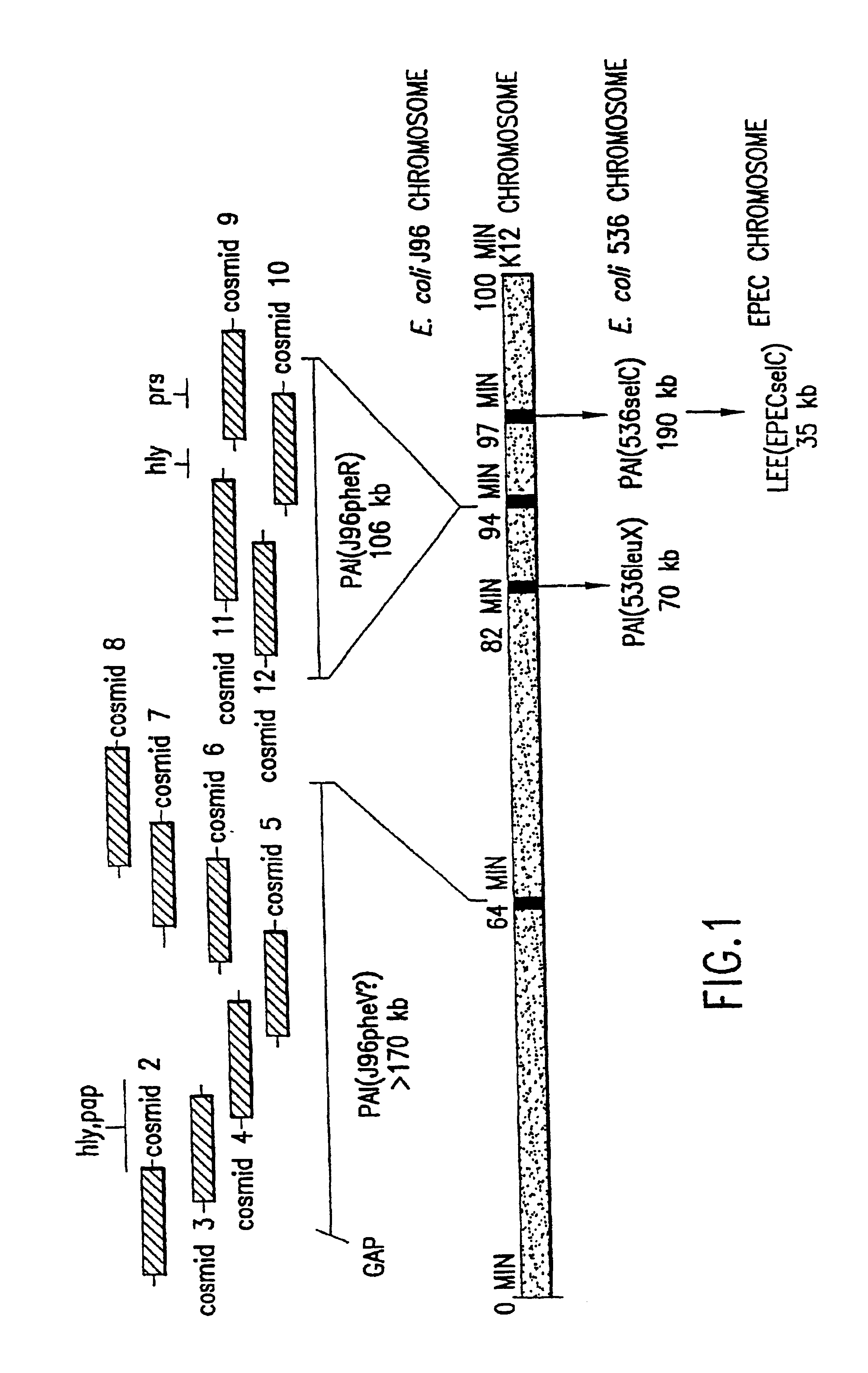 Nucleotide sequence of Escherichia coli pathogenicity islands