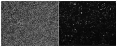 shRNA inhibiting expression of rabbit Deptor gene, lentivirus expression vector and construction method and application of lentivirus expression vector