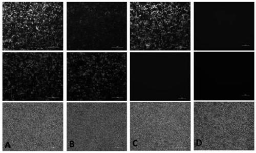 shRNA inhibiting expression of rabbit Deptor gene, lentivirus expression vector and construction method and application of lentivirus expression vector