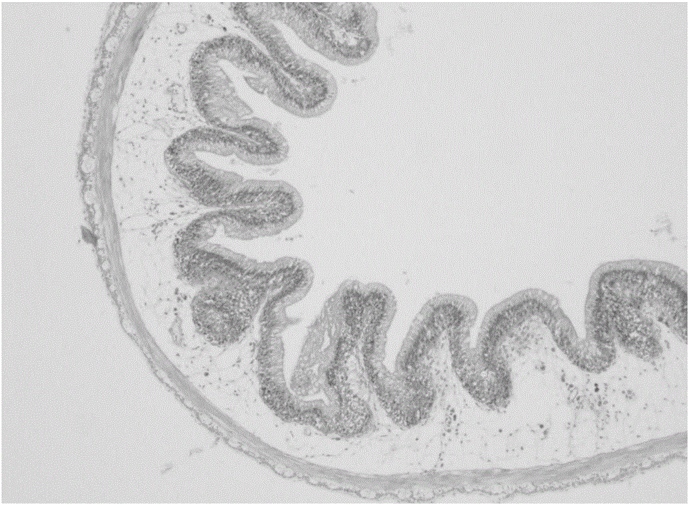 Compound feed capable of improving intestinal tract health of channel catfish and preparation method of compound feed