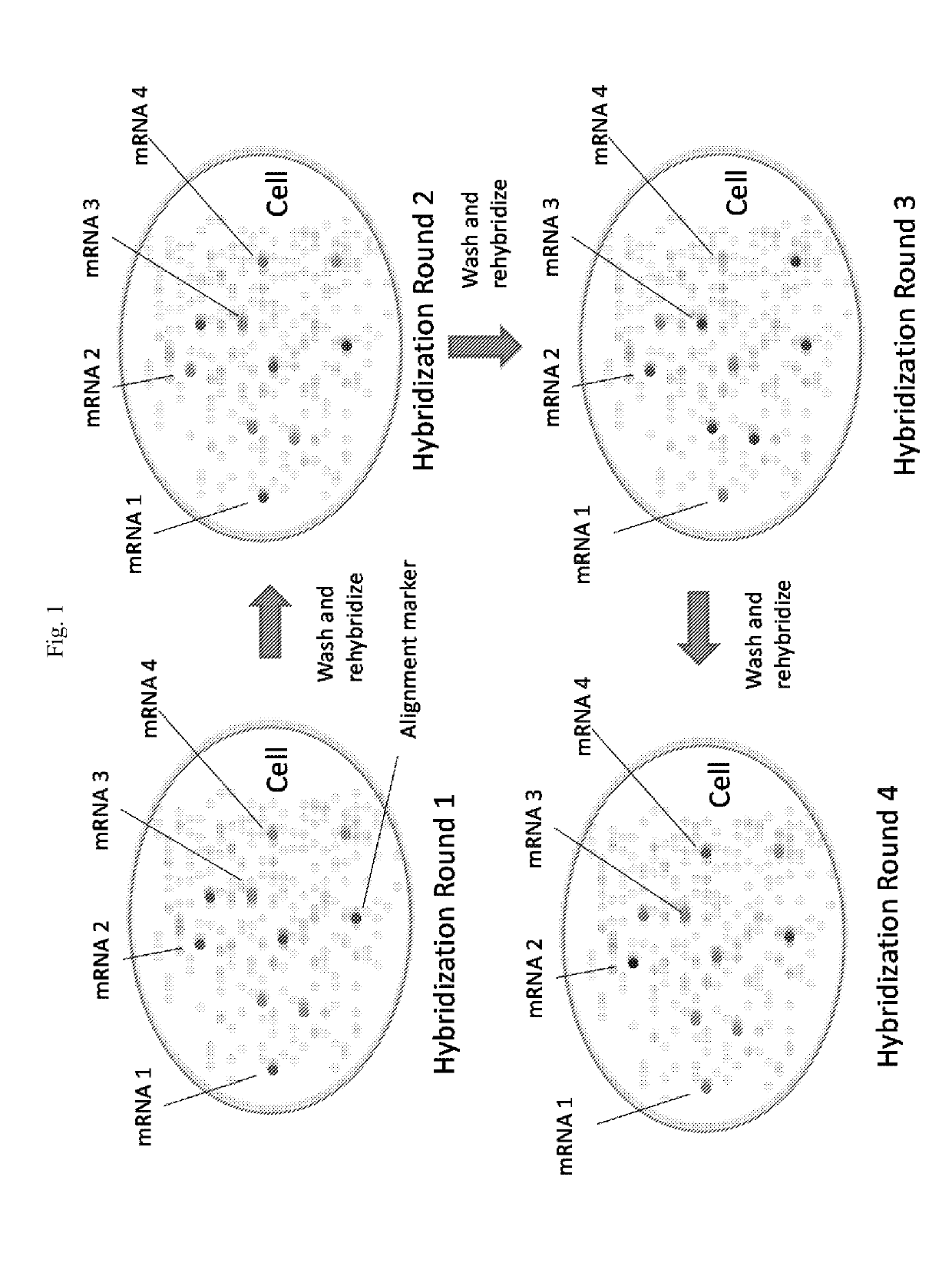 Multiplex labeling of molecules by sequential hybridization barcoding