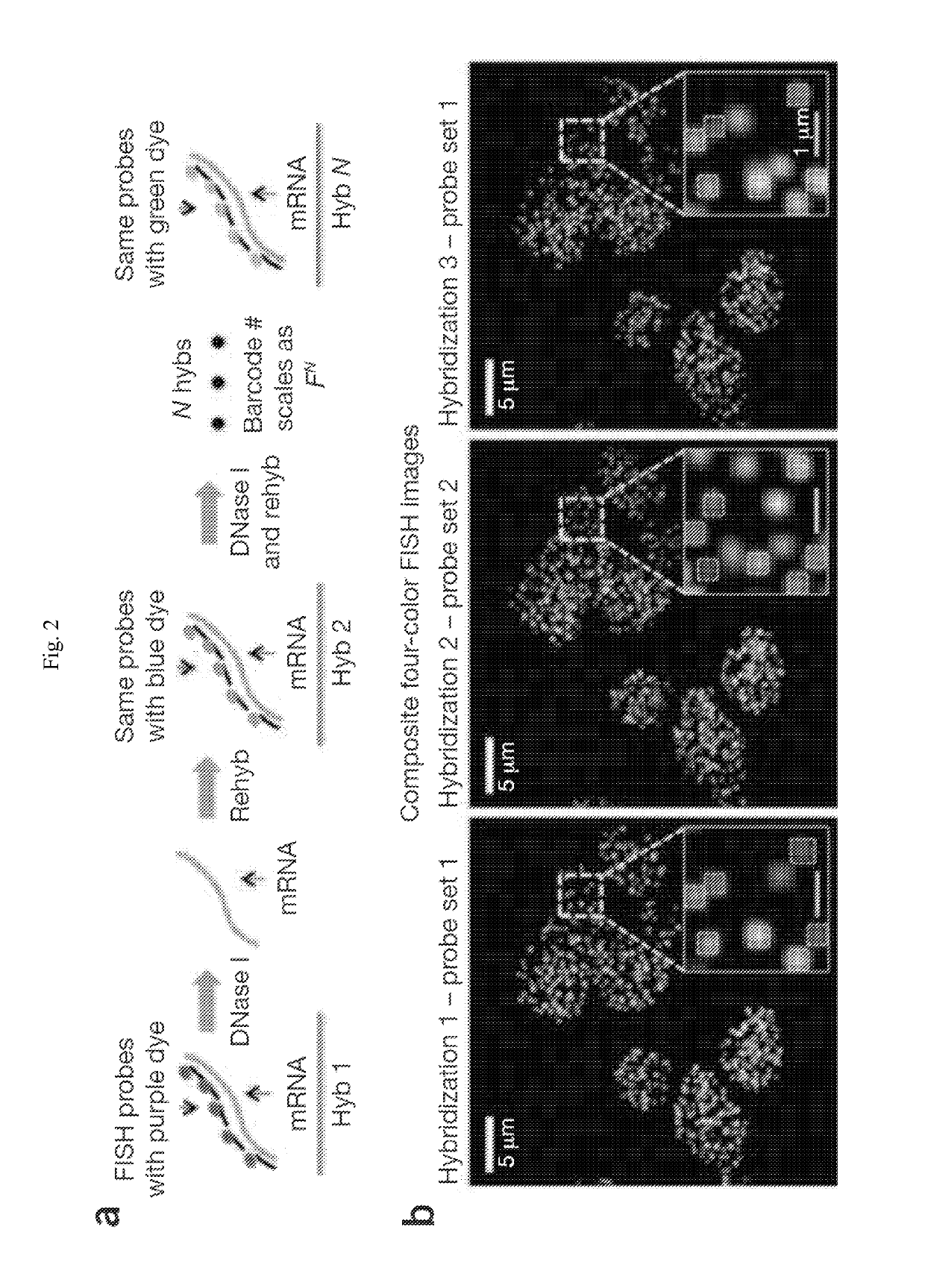 Multiplex labeling of molecules by sequential hybridization barcoding