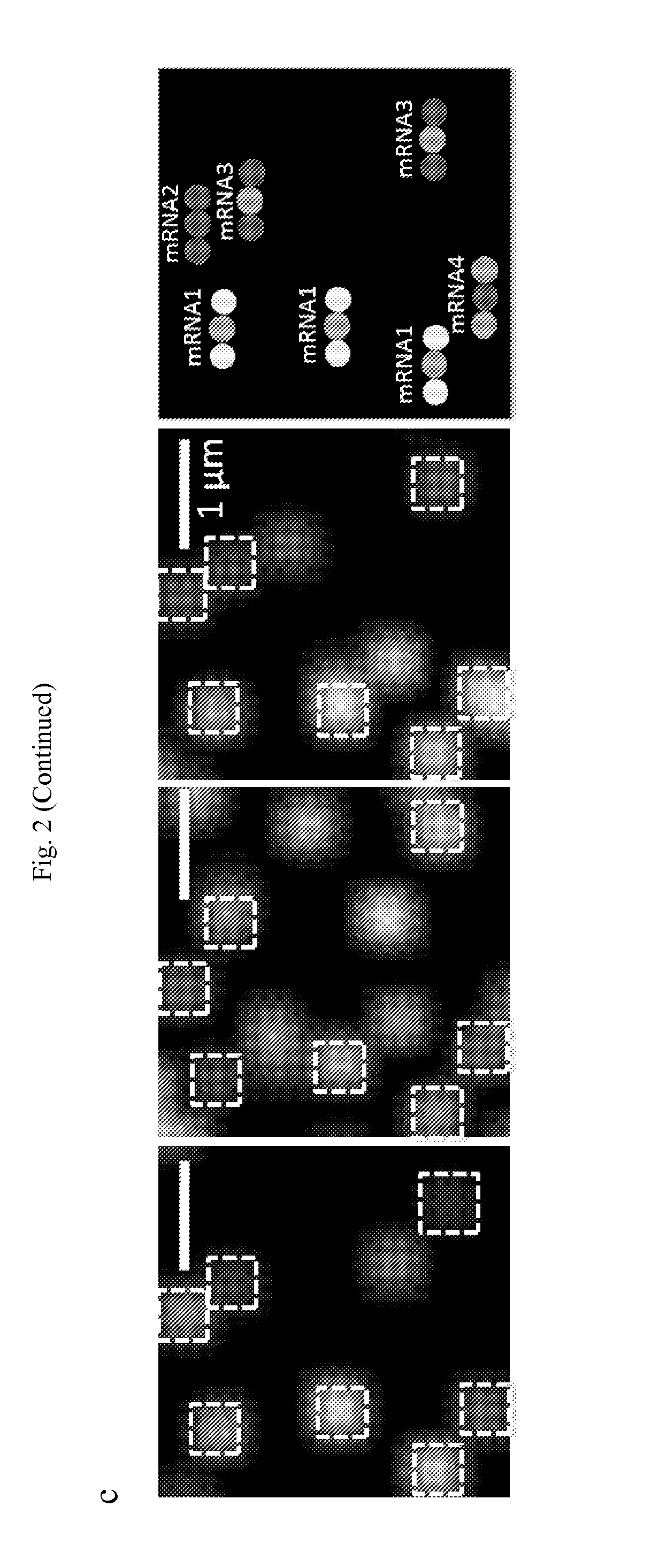 Multiplex labeling of molecules by sequential hybridization barcoding