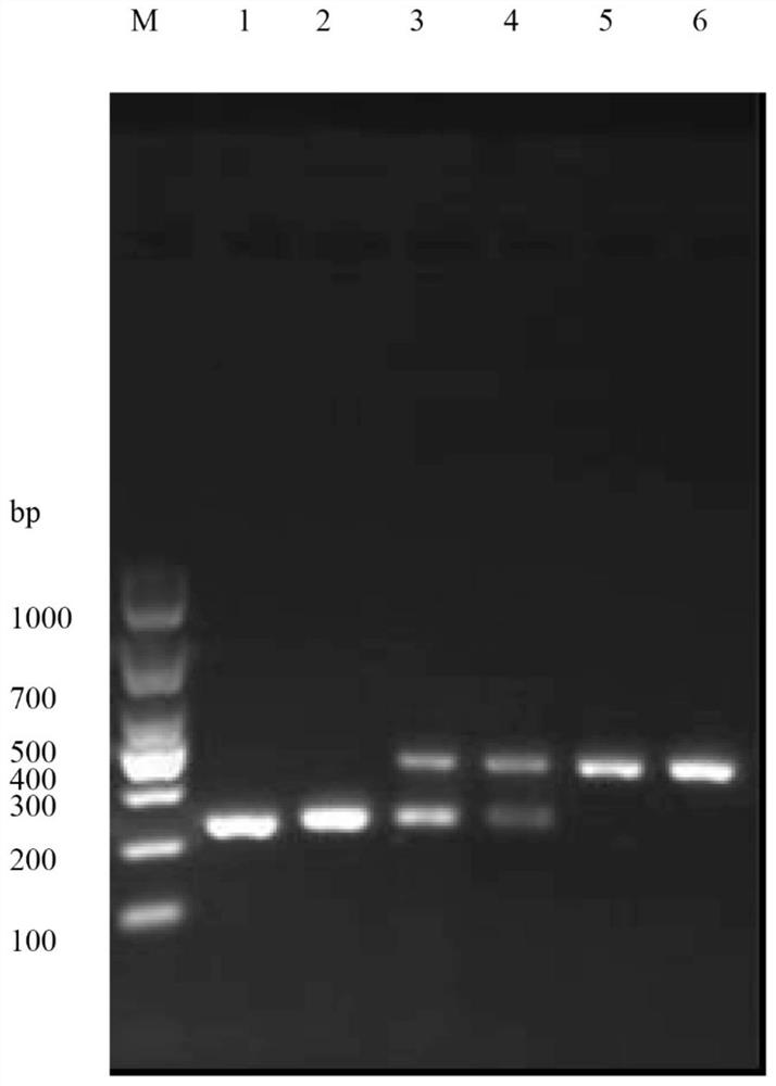 RPA-IAC primer for detecting vibrio alginolyticus, kit, application and method thereof