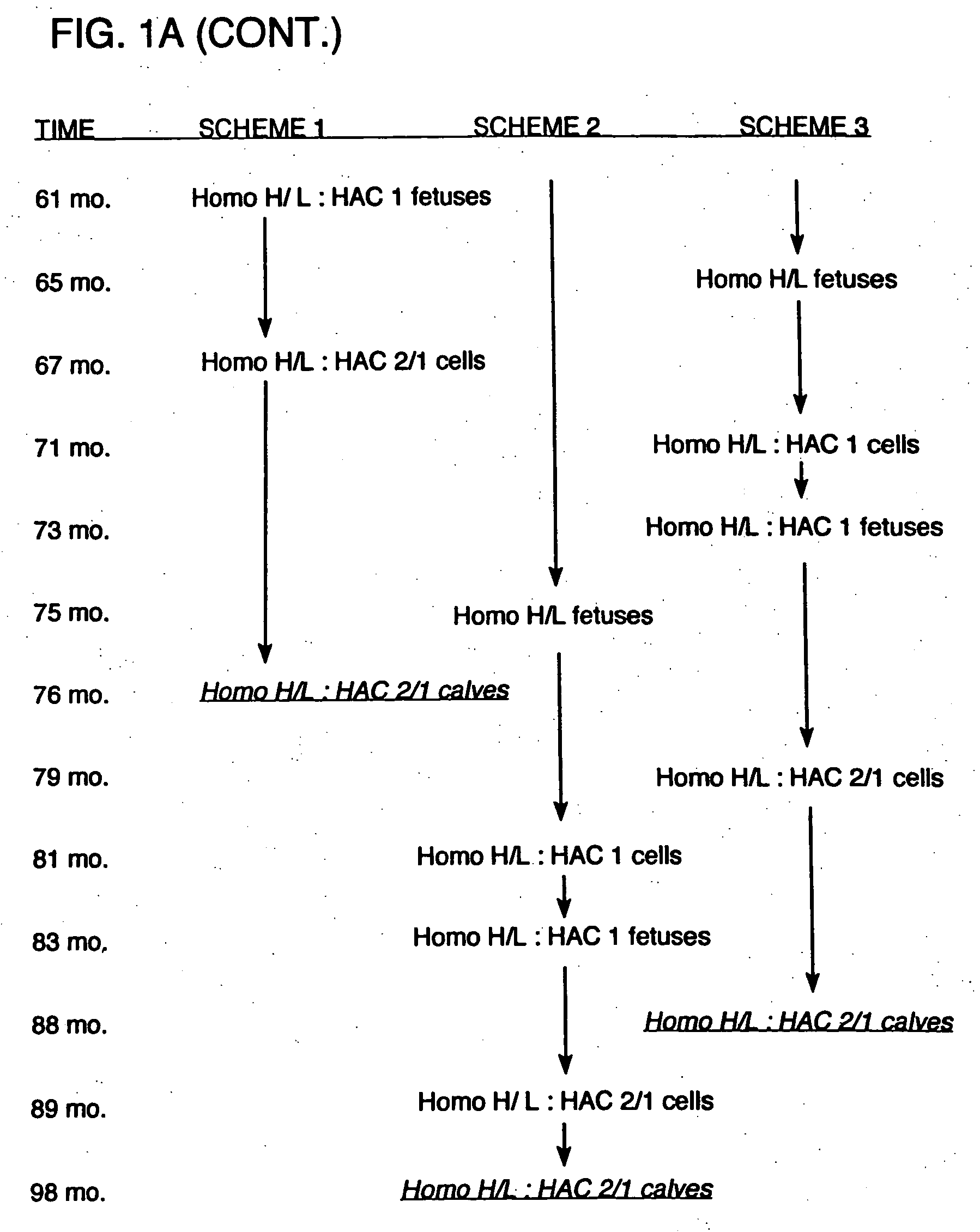 Expression of xenogenous (human) immunoglobulins in cloned, transgenic ungulates