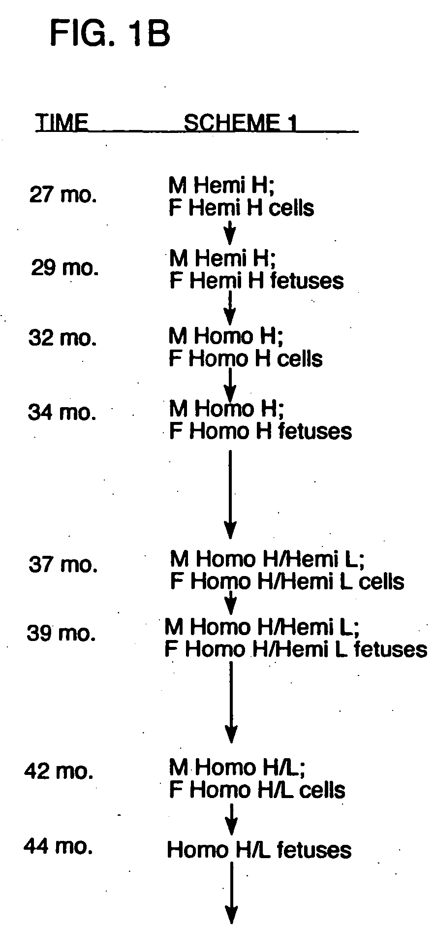 Expression of xenogenous (human) immunoglobulins in cloned, transgenic ungulates