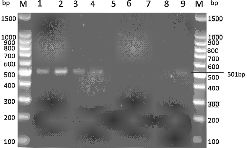 Method for identifying or assisting in identifying mating types of Lepista sordid protoplast monokaryons and special primer pairs IS-873 thereof