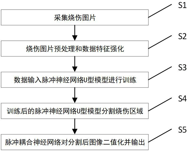 Burn area segmentation system based on pulse neural network U-shaped model