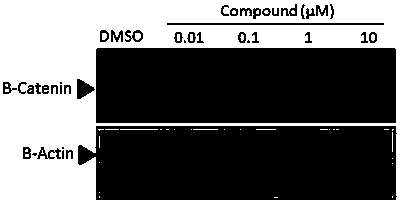 Tetracyclic compounds that promote the proliferation of double-negative T cells in vitro