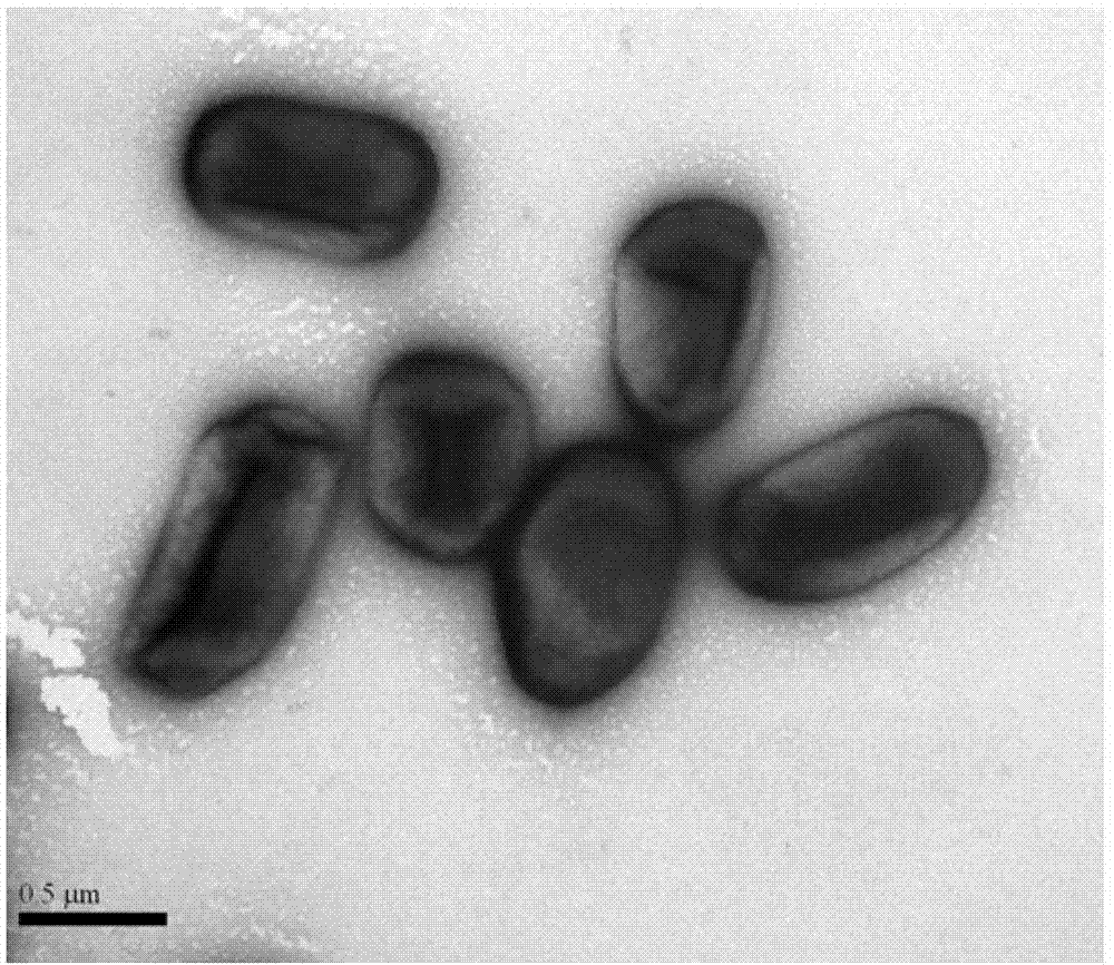 Microbial remediation method for basic chromium pollution soil