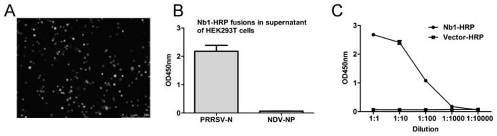 Nano antibody of PRRSV N protein, and preparation method and application of nano-antibody