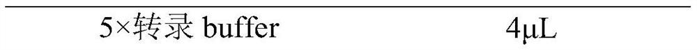 Method for rapidly and quantitatively detecting capping efficiency of RNA