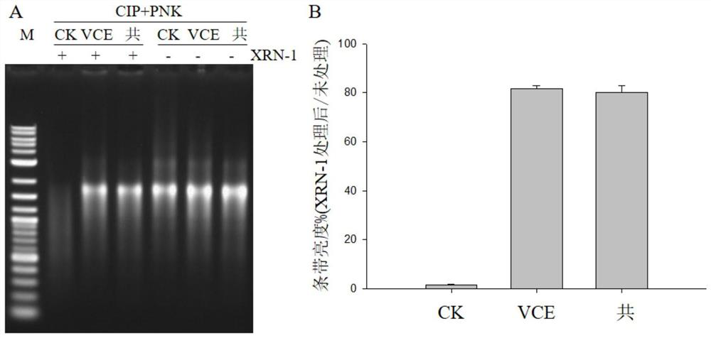 Method for rapidly and quantitatively detecting capping efficiency of RNA