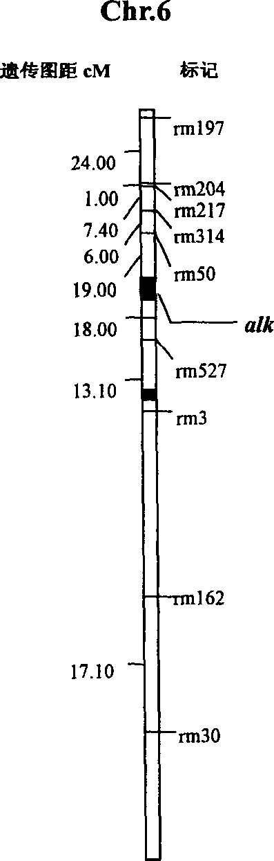 Rice grain gelatinization temperature main control gene ALK and its uses