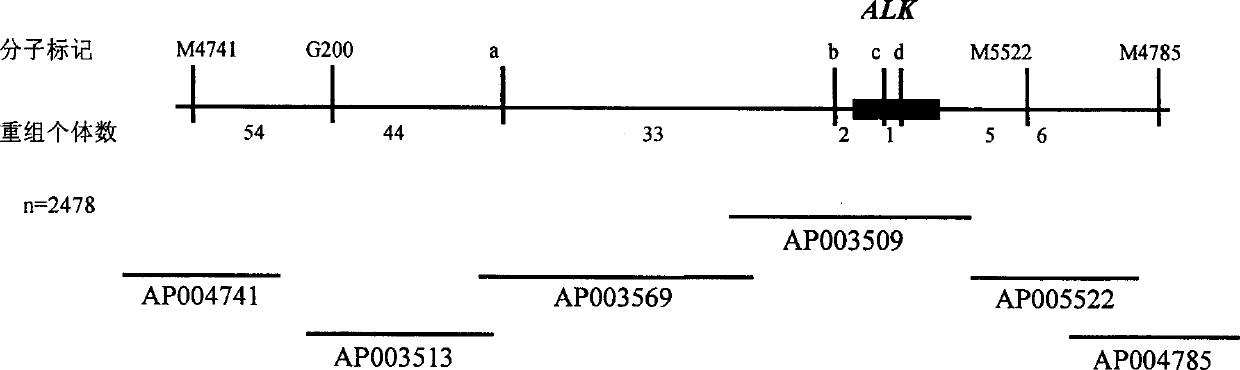 Rice grain gelatinization temperature main control gene ALK and its uses