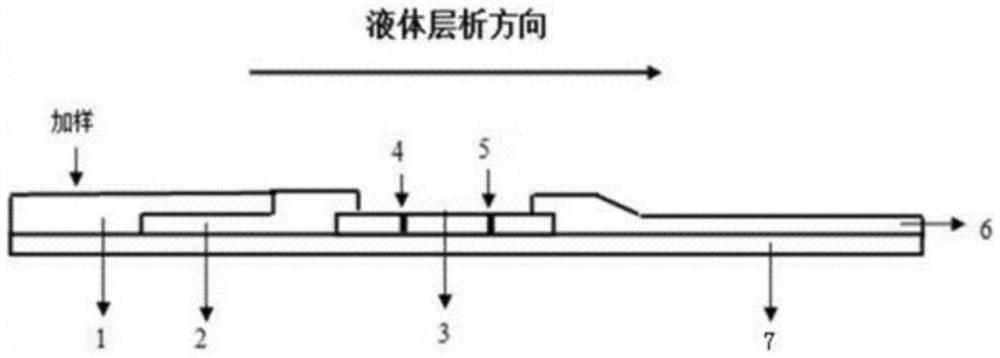 Detection test strip for detecting antistreptolysin O antibody