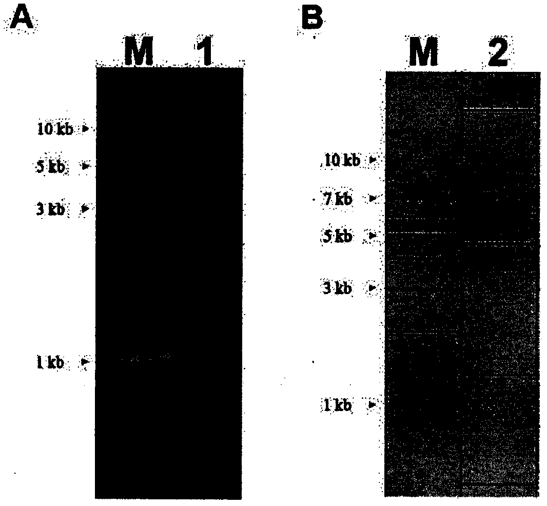 Shuttle plasmid based on xanthomonas and application of shuttle plasmid