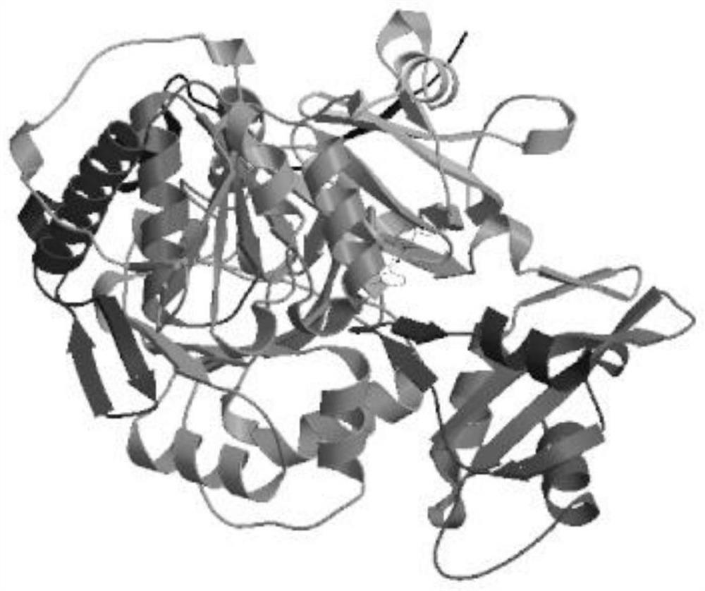 4-coumarate-CoA ligase gene Th4CL and application thereof