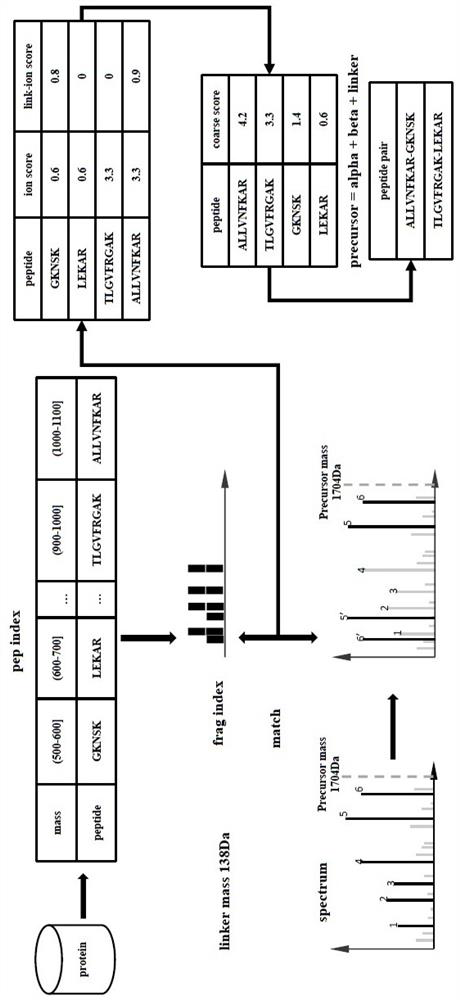 A method for the identification of complex cross-linked peptides based on mass spectrometry