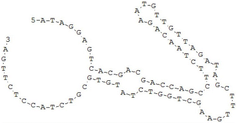 Broad-spectrum nucleic acid aptamer capable of specifically identifying lipopolysaccharides and directed screening method of broad-spectrum nucleic acid aptamer