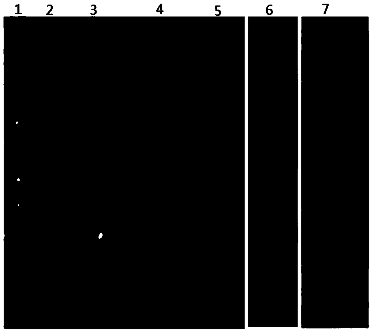 A kind of preparation method and application of bacillus cereus monoclonal antibody