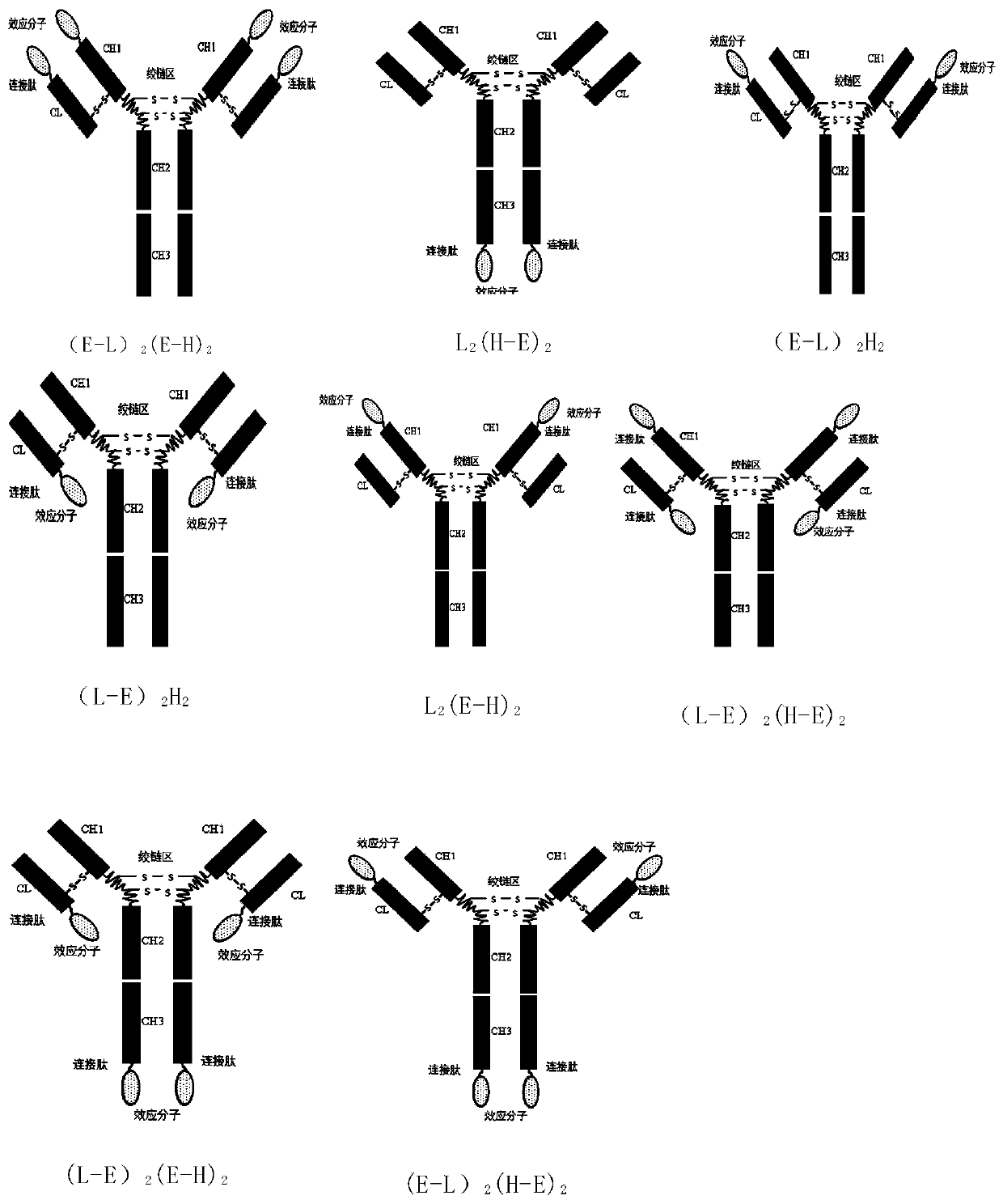 igg-like long-acting immune fusion protein and its application