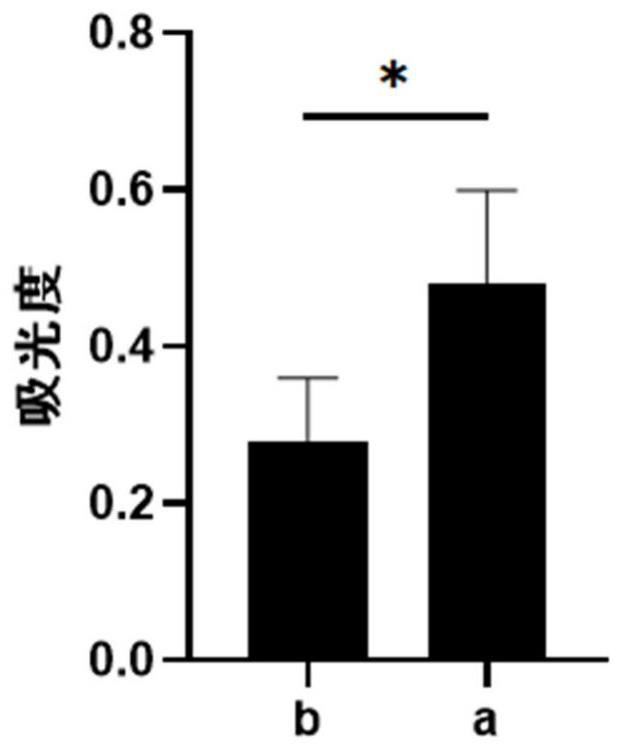 Chitosan-based artificial rotator cuff patch and preparation method thereof