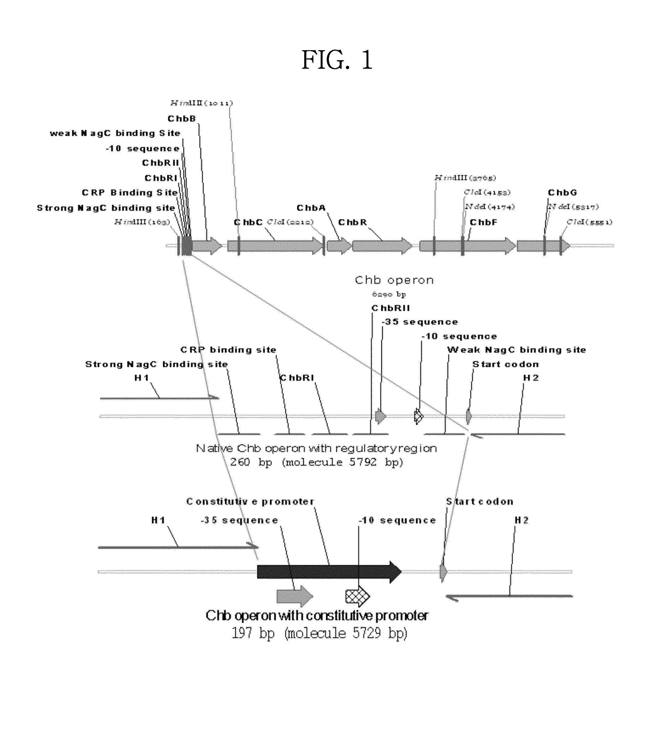 Mutant microorganism with enhanced sugar utilization and methods for preparing the same