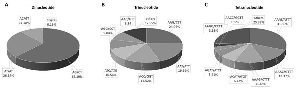 Group of SSR molecular markers based on camellia japonica transcriptome and application of SSR molecular markers in camellia plants