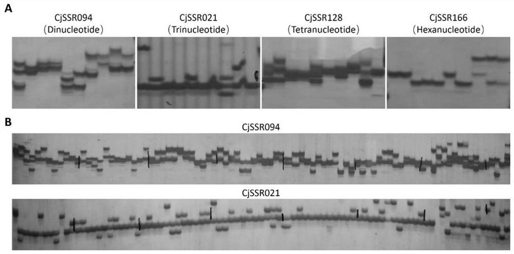 Group of SSR molecular markers based on camellia japonica transcriptome and application of SSR molecular markers in camellia plants