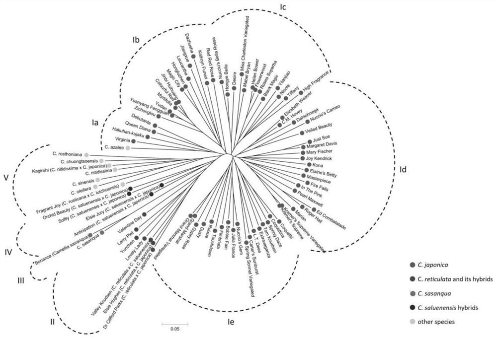 Group of SSR molecular markers based on camellia japonica transcriptome and application of SSR molecular markers in camellia plants