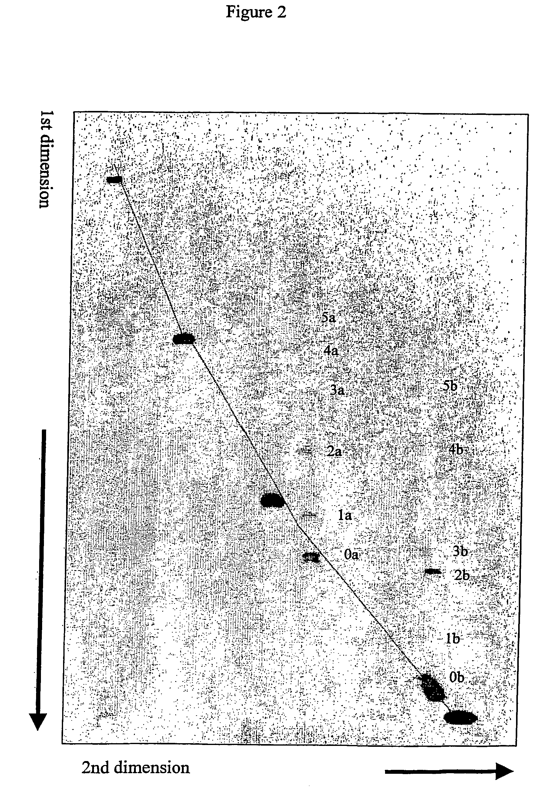 Method for two-dimensional conformation-dependent separation of non-circular nucleic acids