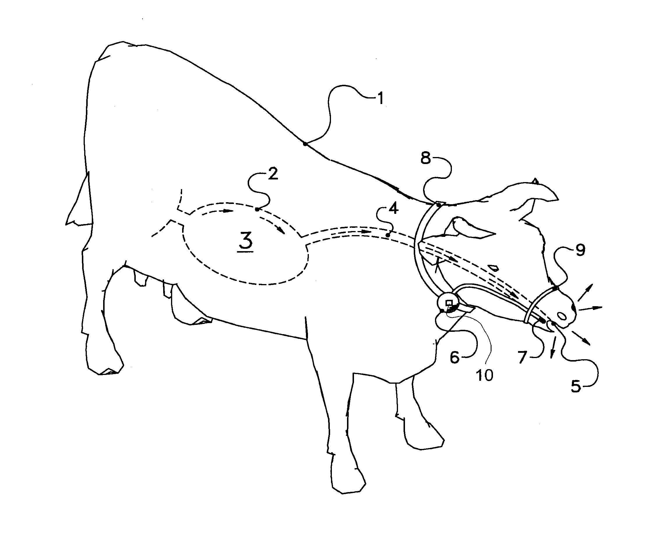 Method and device for determining greenhouse gas, in particular methane, emitted by a ruminant, in particular a diary animal