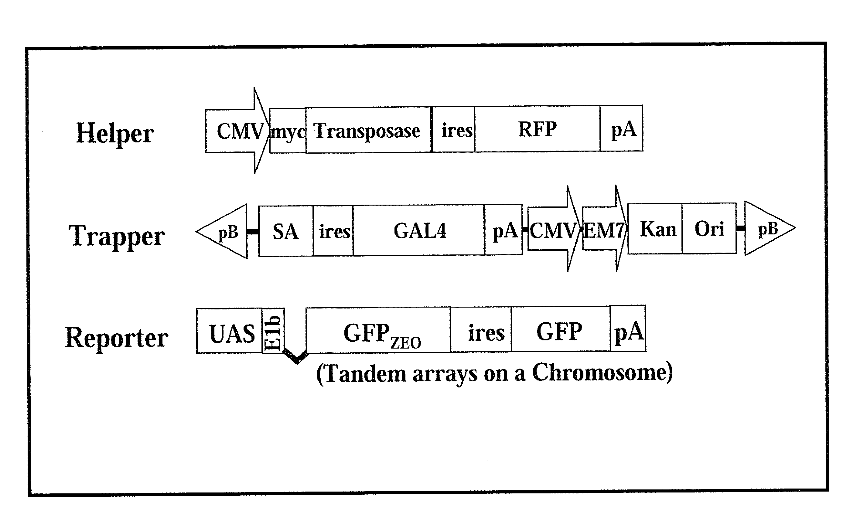 Method for performing genetic modification under a drug-free environment and components thereof