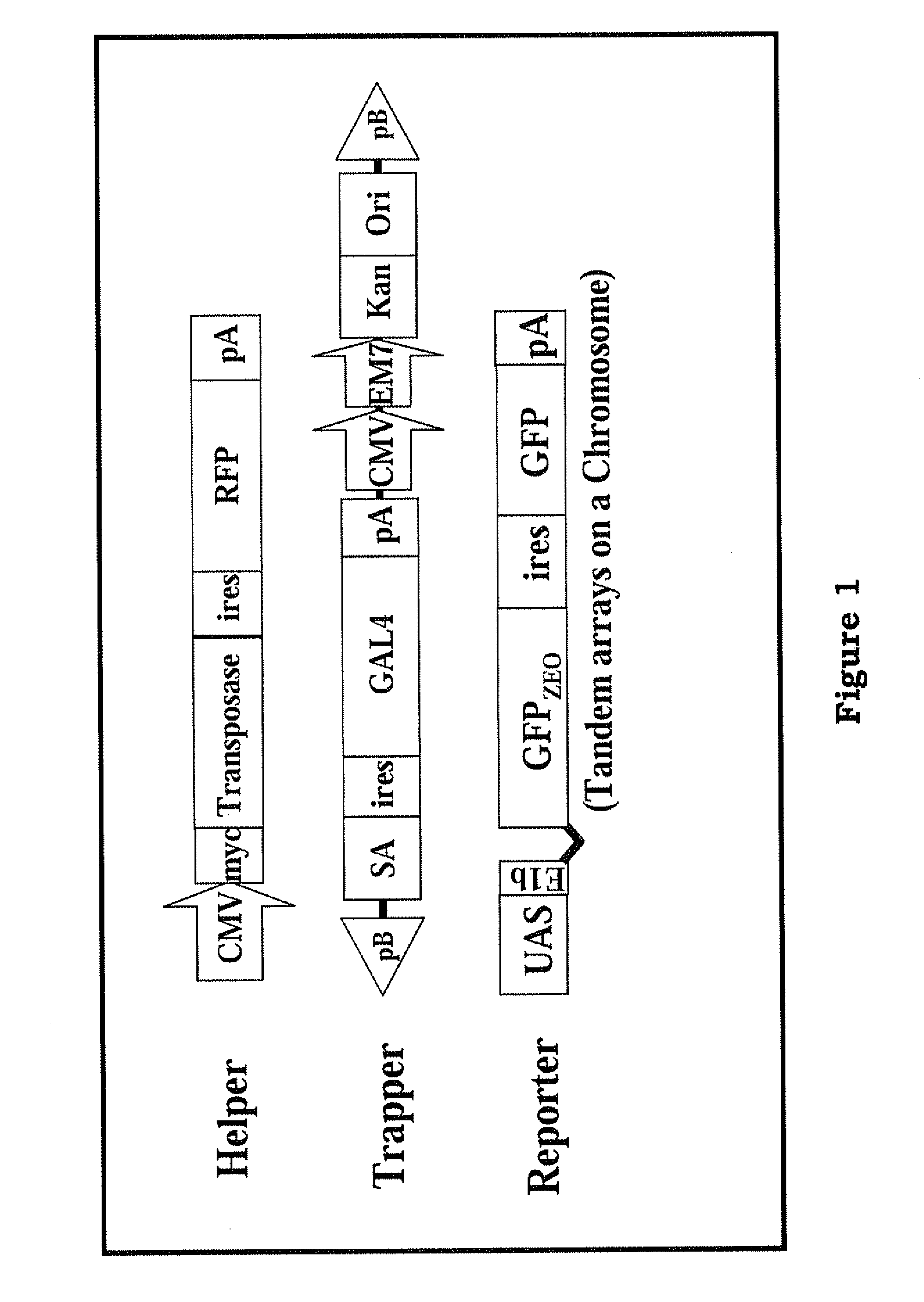 Method for performing genetic modification under a drug-free environment and components thereof