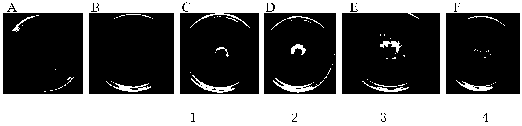 Gerbera piloselloides extractive, as well as preparation method and application thereof