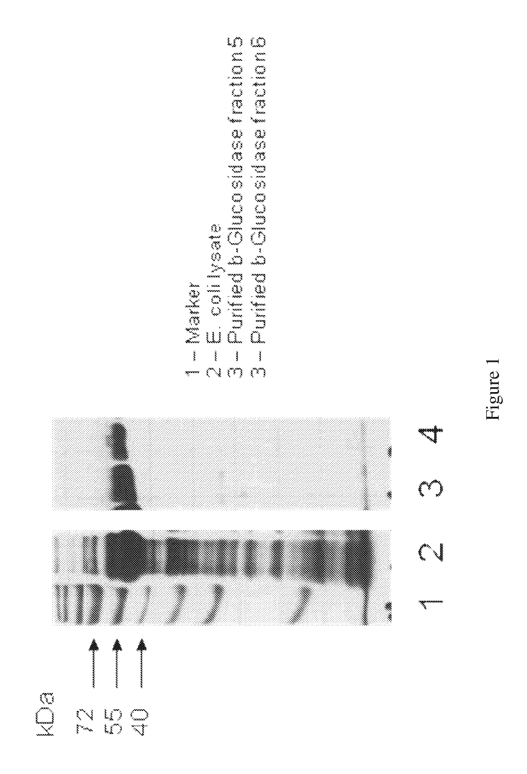 Methods and compositions for enhanced bacterial hydrolysis of cellulosic feedstocks