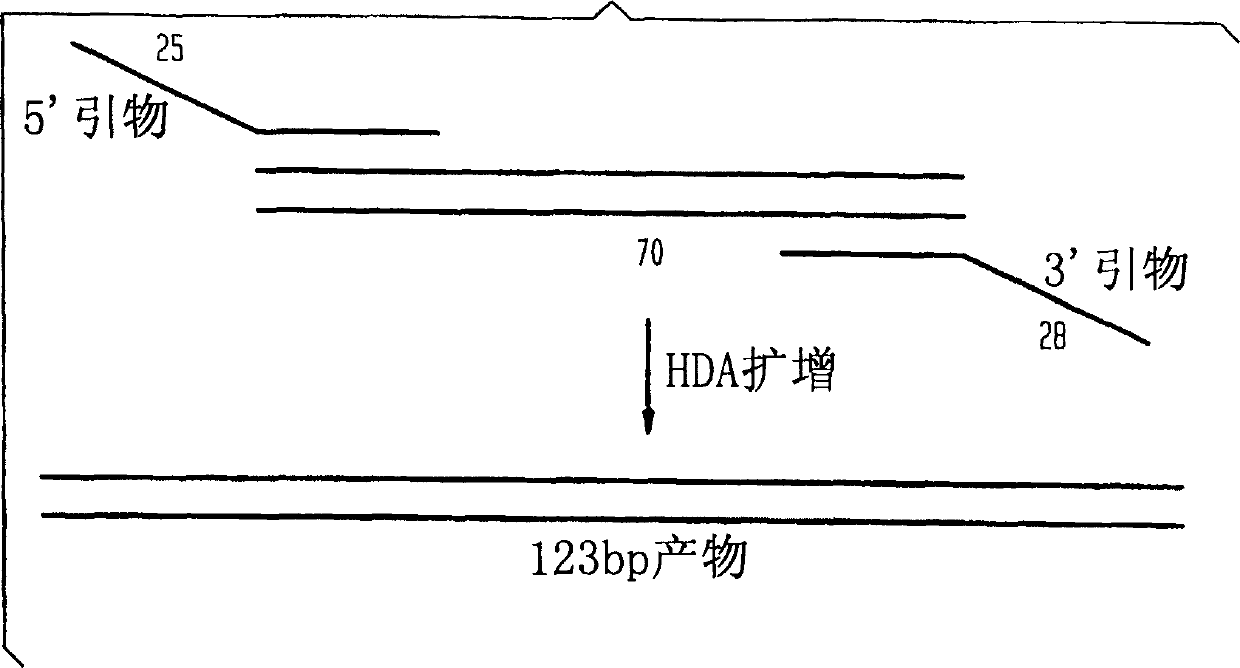 Helicase dependent amplification of nucleic acids