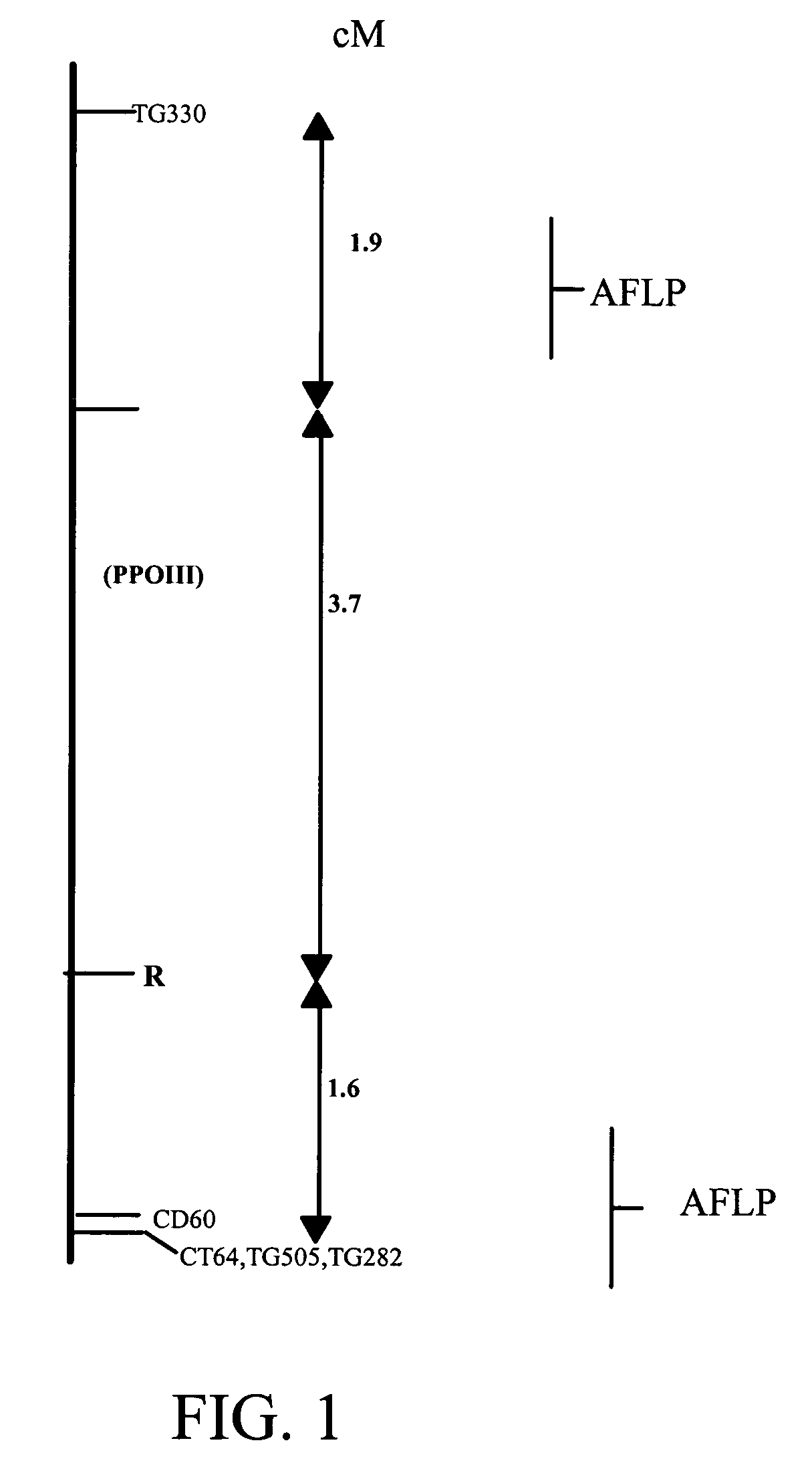 <i>Solanum bulbocastanum </i>late blight resistance gene and use thereof