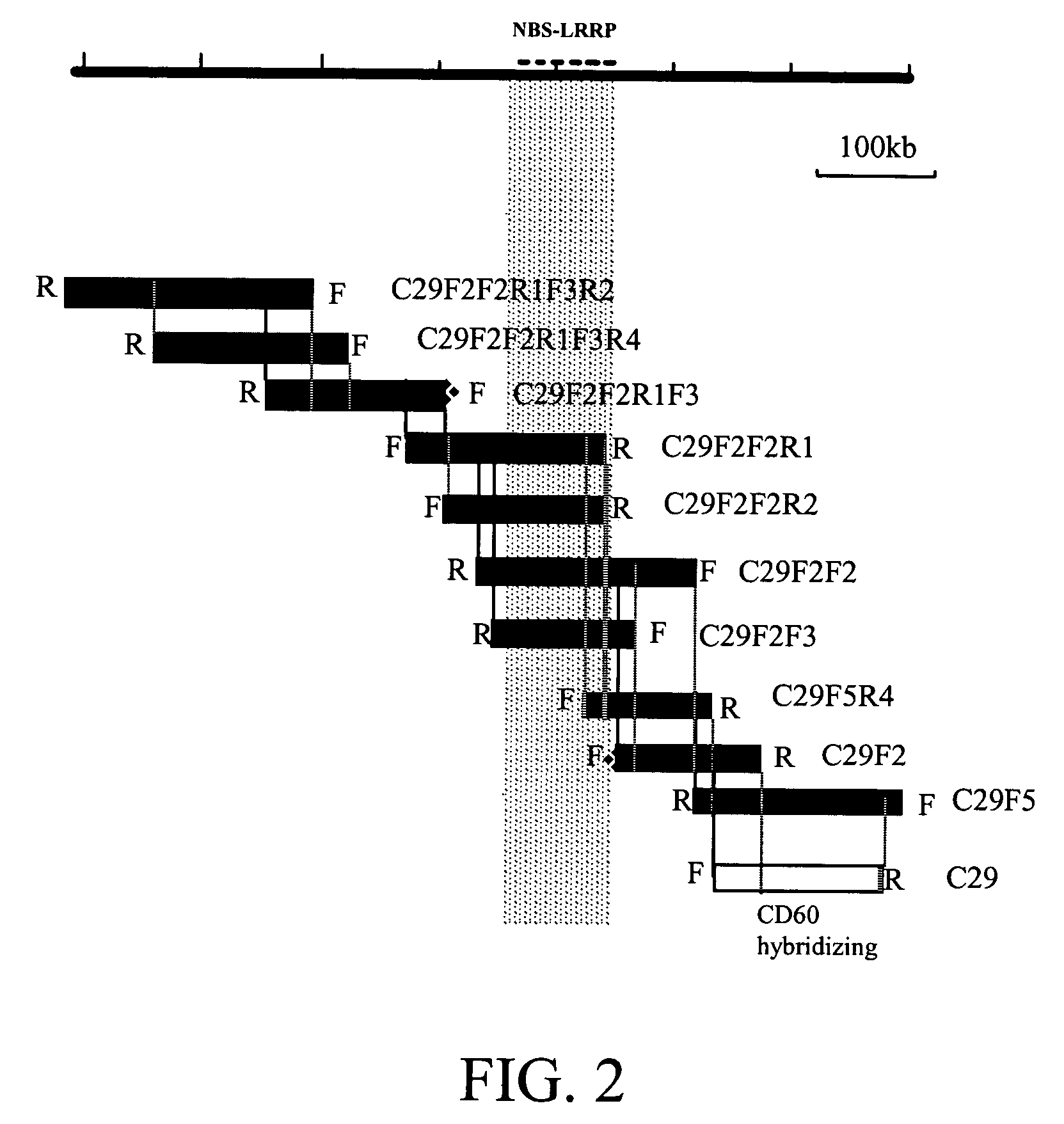 <i>Solanum bulbocastanum </i>late blight resistance gene and use thereof