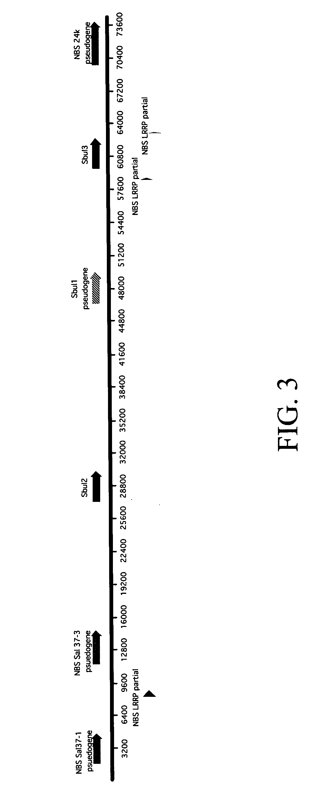 <i>Solanum bulbocastanum </i>late blight resistance gene and use thereof