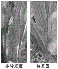 Fusion insecticidal protein Cry1Am, and coding gene and application thereof