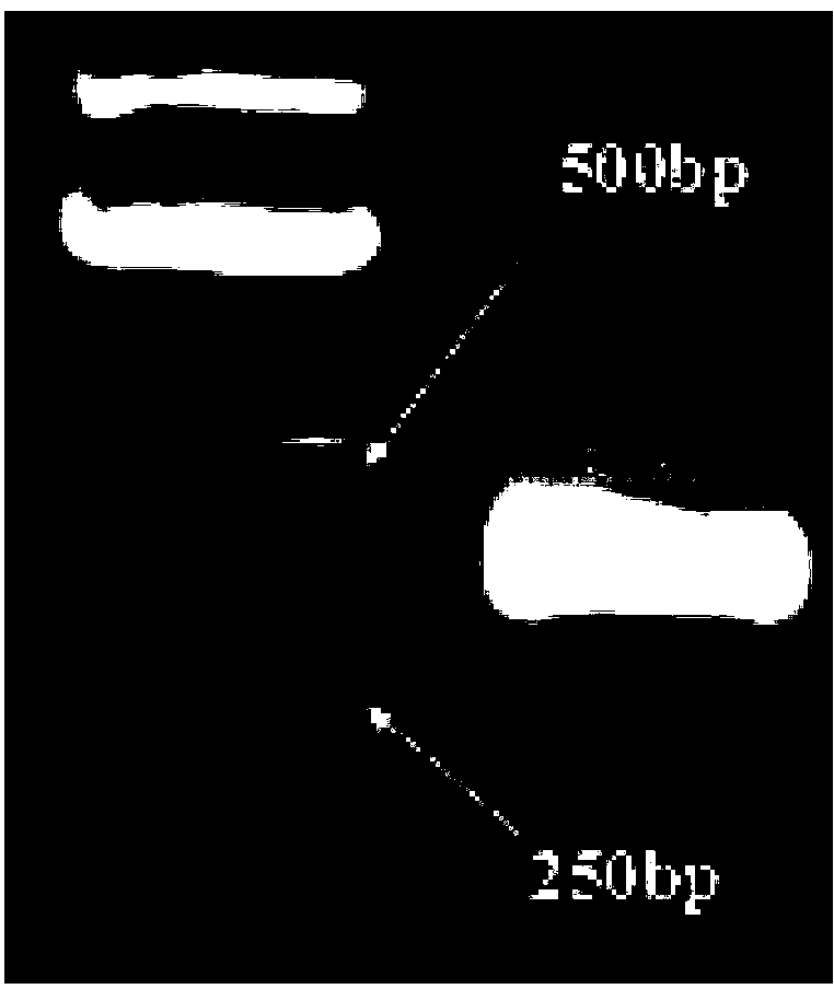 Bacillus megaterium co-expression vector for nitrite reductase and construction method thereof