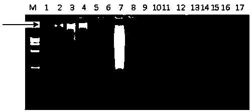 Method for quickly extracting DNA (deoxyribonucleic acid) of huanglongbing pathogen